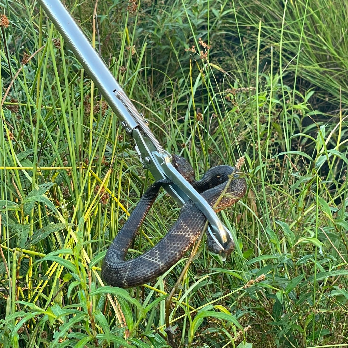 Cottonmouth sampling